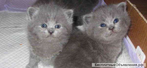 Британские плюши окрас голубой. (длинношерстные)