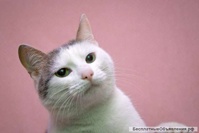 Очень милая кошка Варежка в добрые руки