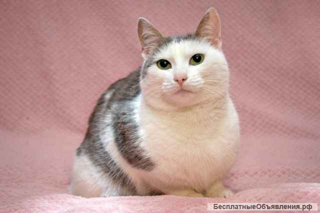 Очень милая кошка Варежка в добрые руки