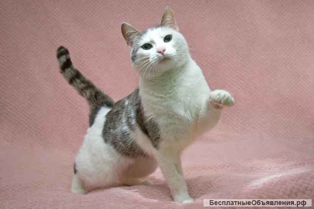 Очень милая кошка Варежка в добрые руки