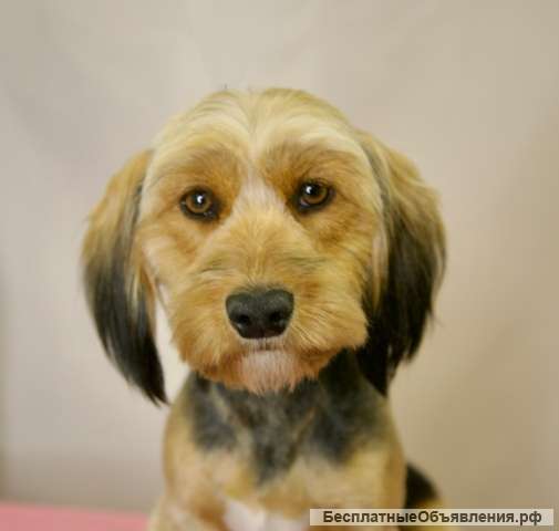 Прелестная собачка Элли в добрые руки. Москва и МО