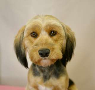 Прелестная собачка Элли в добрые руки. Москва и МО