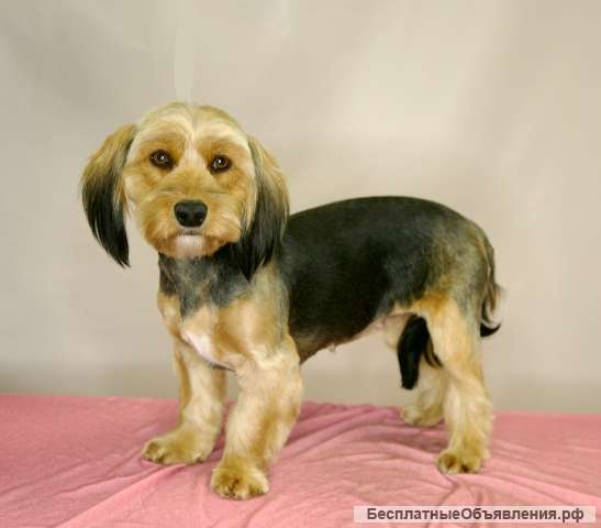 Прелестная собачка Элли в добрые руки. Москва и МО