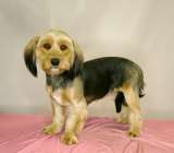 Прелестная собачка Элли в добрые руки. Москва и МО