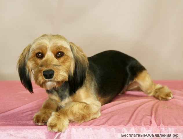 Прелестная собачка Элли в добрые руки. Москва и МО