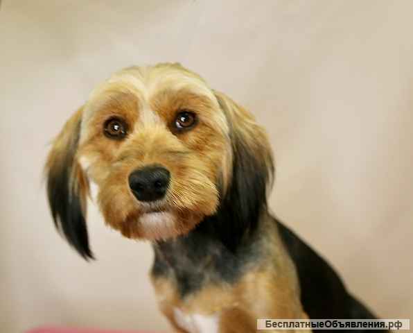 Прелестная собачка Элли в добрые руки. Москва и МО