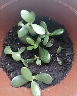 Денежное дерево