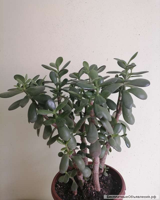 Денежное дерево