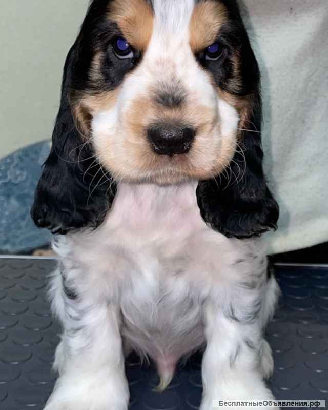 Щенки английского кокер спаниеля