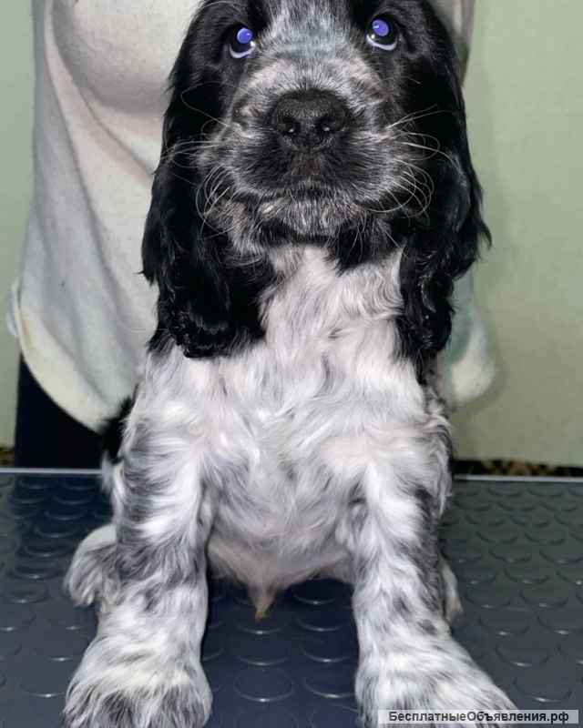 Щенки английского кокер спаниеля