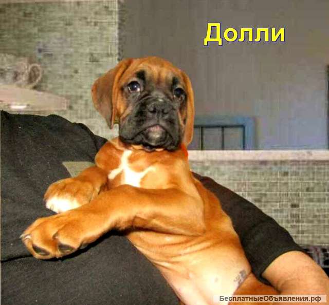 Щенок немецкого боксёра