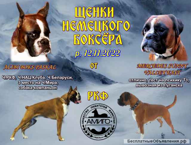 Щенок немецкого боксёра