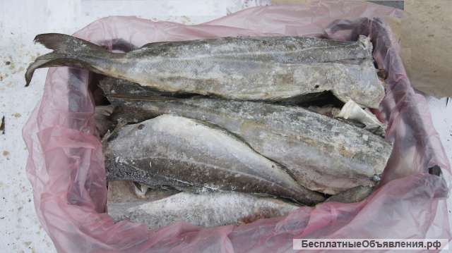 Рыба белая сайда/треска с/м из Мурманска, доставка по Твери бесплатно