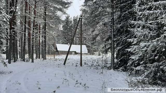 Домик на эстонском хуторе в хвойном лесу под Старым Изборском