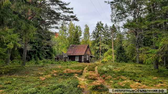 Домик на эстонском хуторе в хвойном лесу под Старым Изборском