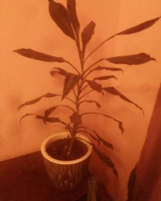 Растения домашние (Драцена)