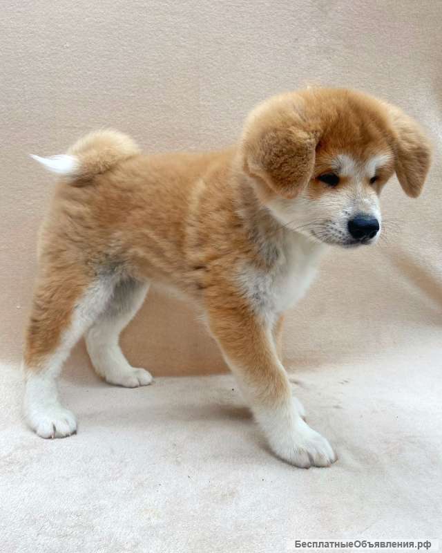 Щенки акита ину
