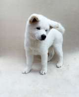 Щенки акита ину