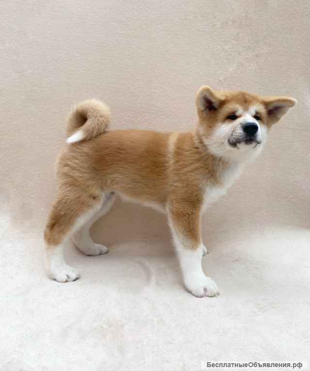 Щенки акита ину