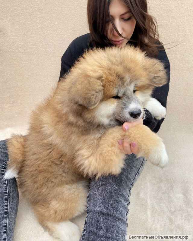 Щенки акита ину
