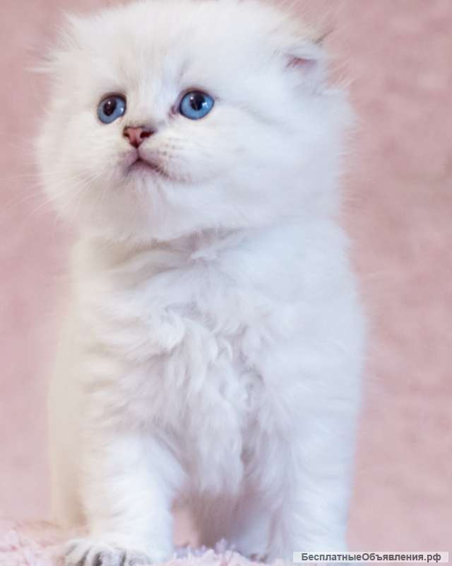 Шотландские длинношерстные пушистики