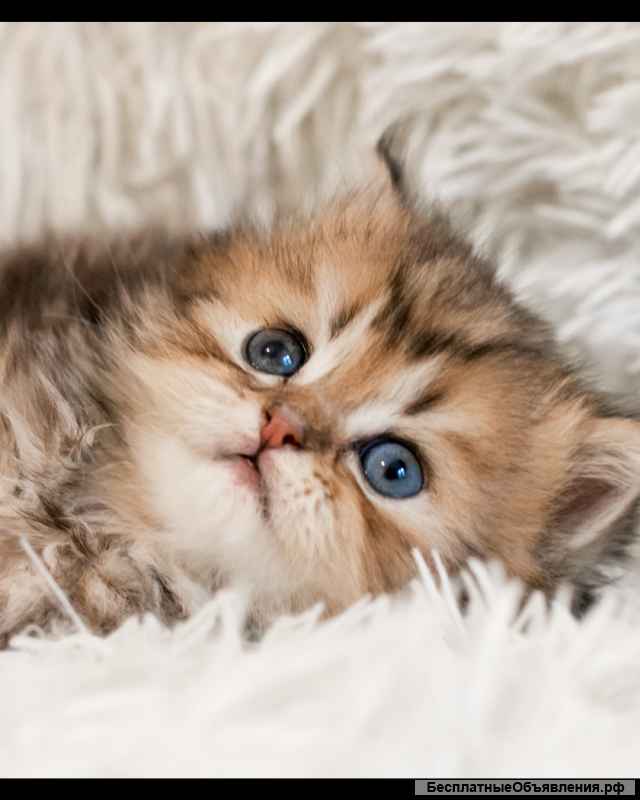 Шотландские длинношерстные пушистики