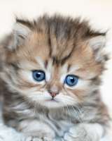 Шотландские длинношерстные пушистики