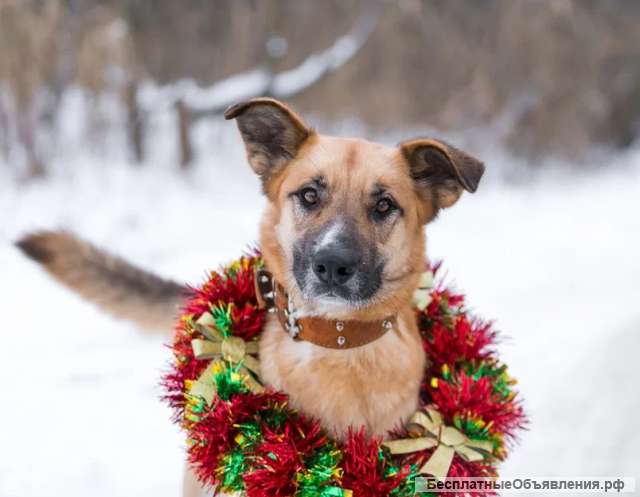 Москва и область Ищет дом весельчак и попрыгуша Сэм