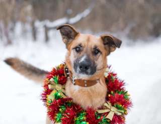 Москва и область Ищет дом весельчак и попрыгуша Сэм
