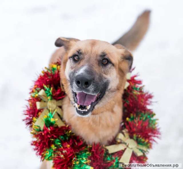 Москва и область Ищет дом весельчак и попрыгуша Сэм