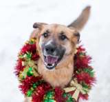 Москва и область Ищет дом весельчак и попрыгуша Сэм