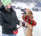 Москва и область Ищет дом весельчак и попрыгуша Сэм