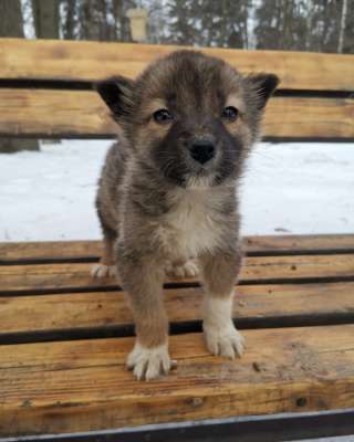 Очаровательный щенок Маруся в добрые руки