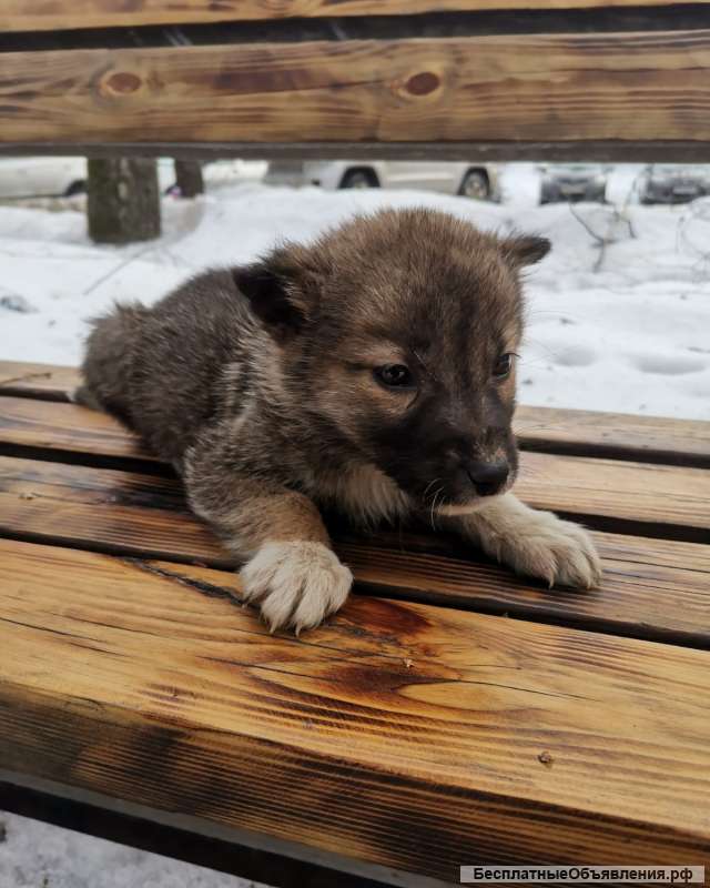 Очаровательный щенок Маруся в добрые руки