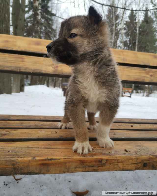 Очаровательный щенок Маруся в добрые руки