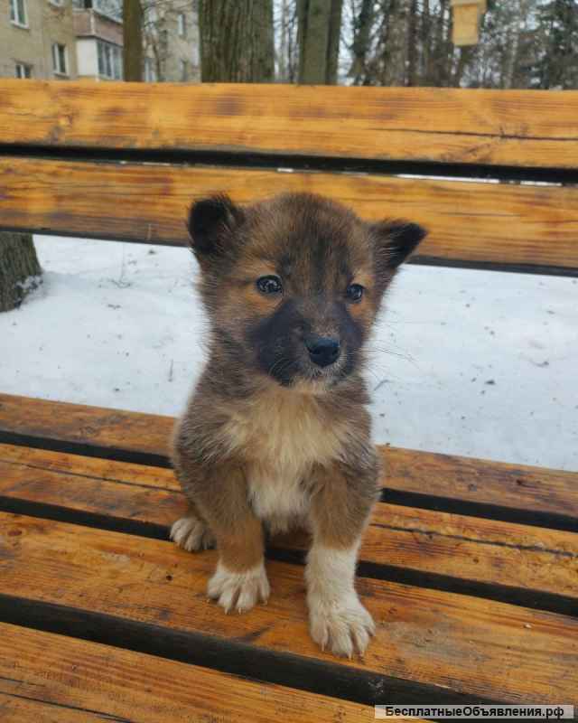 Очаровательный щенок Маруся в добрые руки