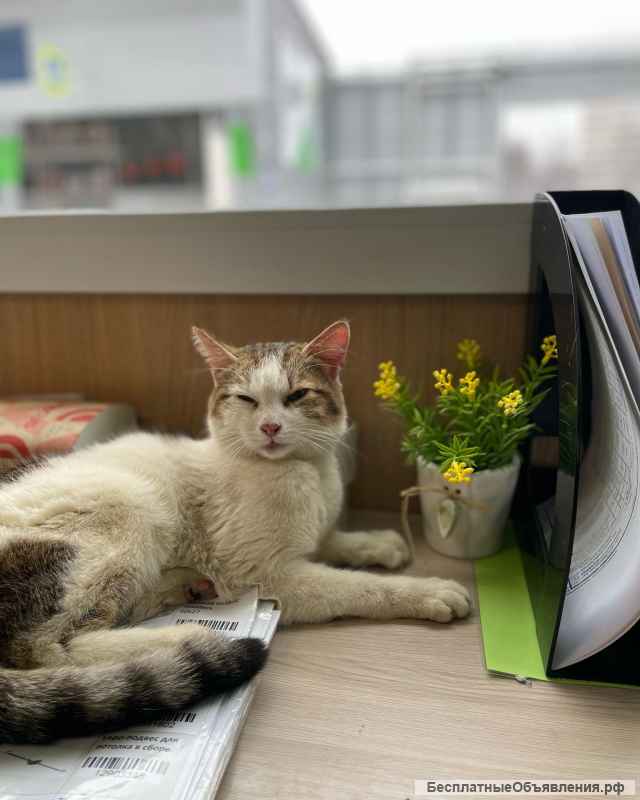 Ласковый котик
