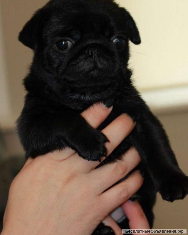 Мопс щенки породы