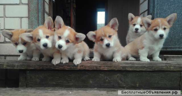 Корги Вельш щенки