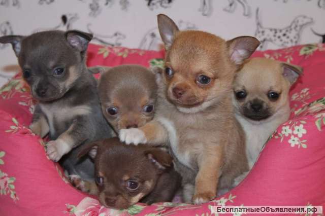 Чихуахуа щенки много