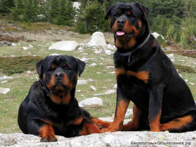 Ротвейлер