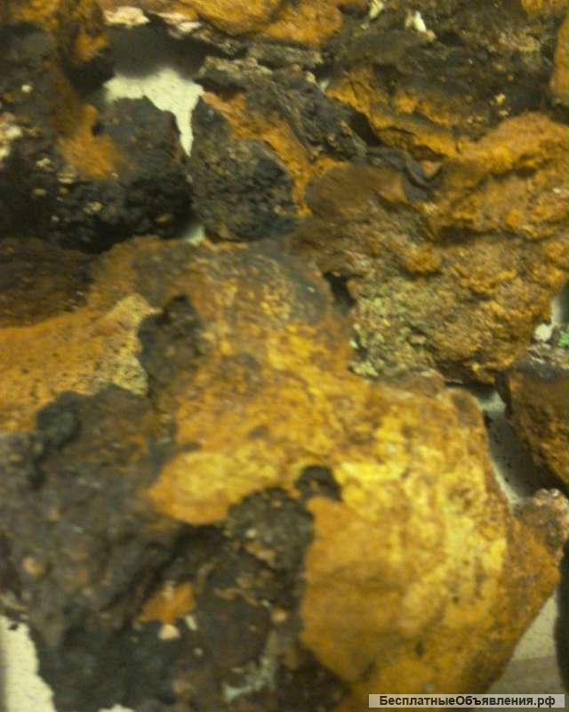 Березовый гриб чага высокого качества