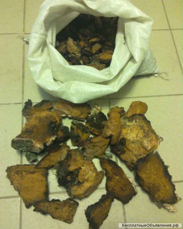 Березовый гриб чага высокого качества