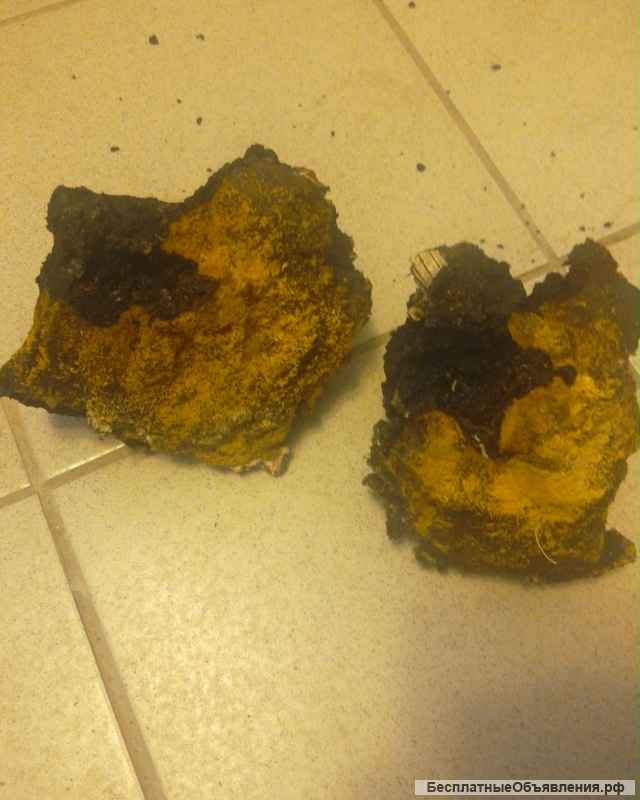 Березовый гриб чага высокого качества