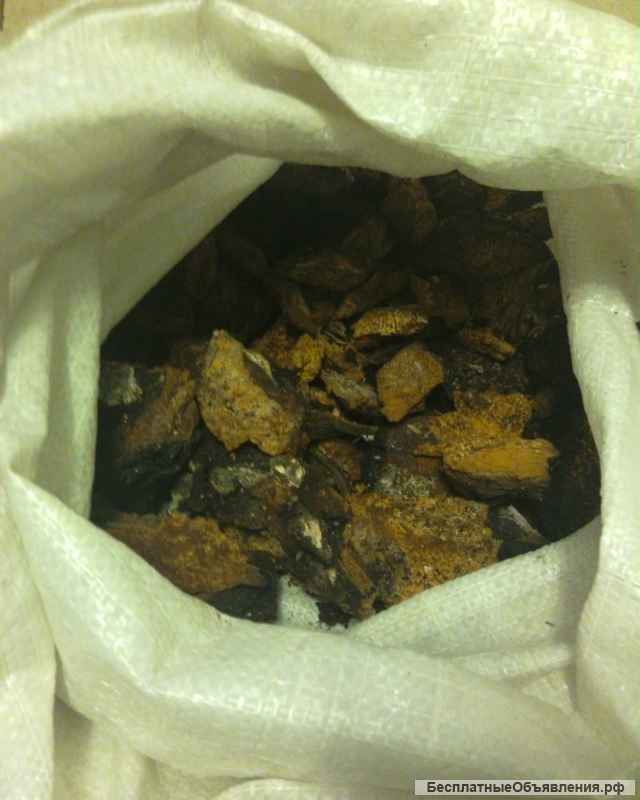 Березовый гриб чага высокого качества