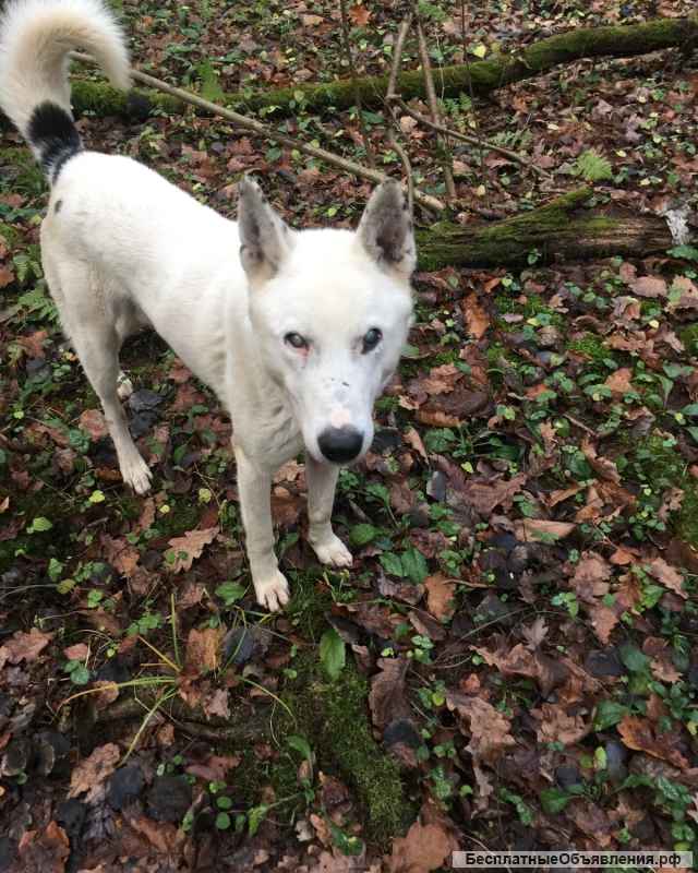 Отдадим в хорошие руки