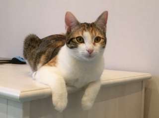 Тина юная красотка. Кошечка трехцветка в добрые руки.