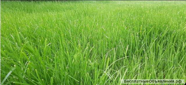 Семена газонных трав