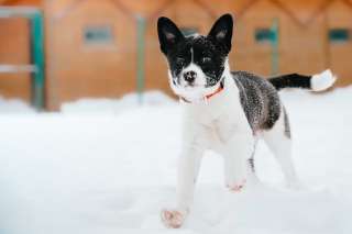 Щенок-малыш Сэм в добрые руки