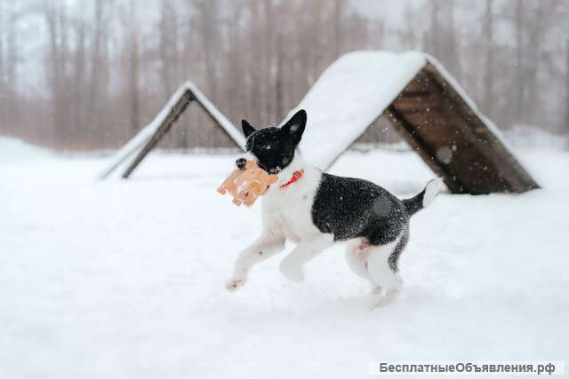 Щенок-малыш Сэм в добрые руки